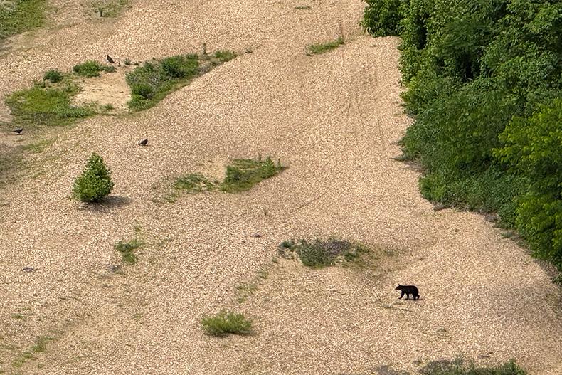 BEAR