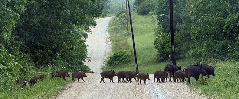 Pigs